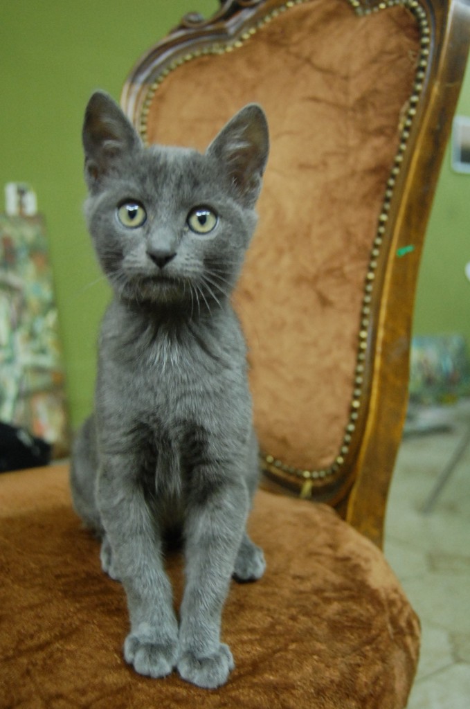 bacon the cat