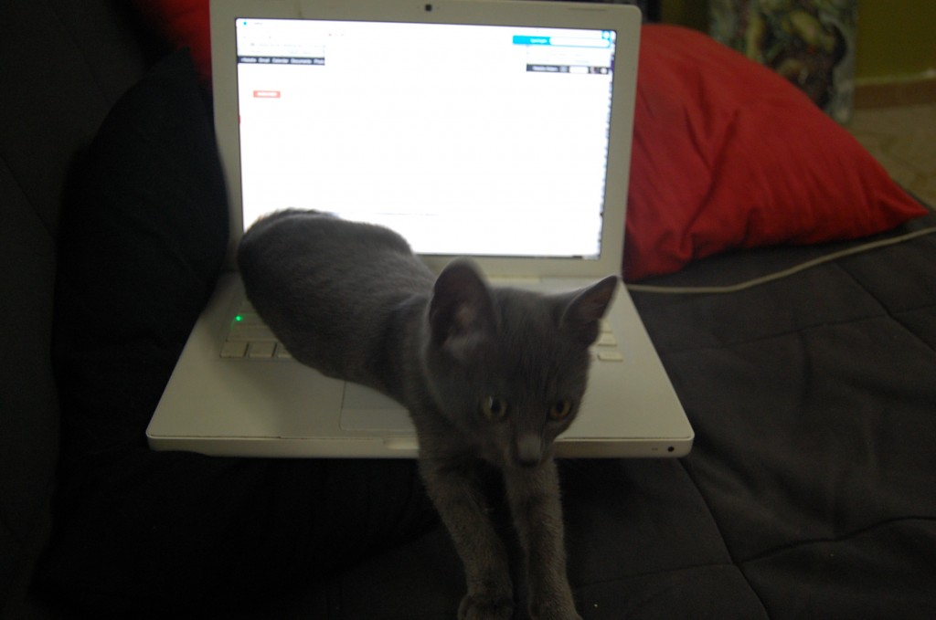 cat on computer