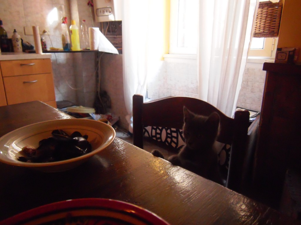 cat at table