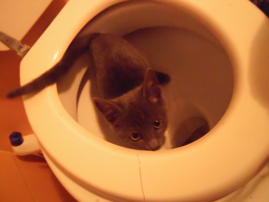 cat in the toilet