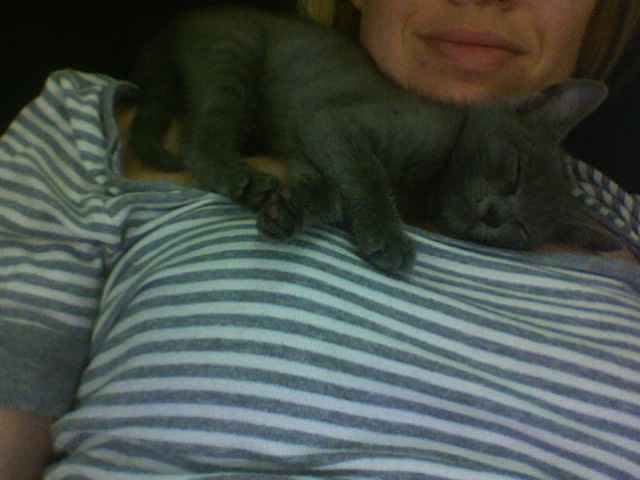 cat nap