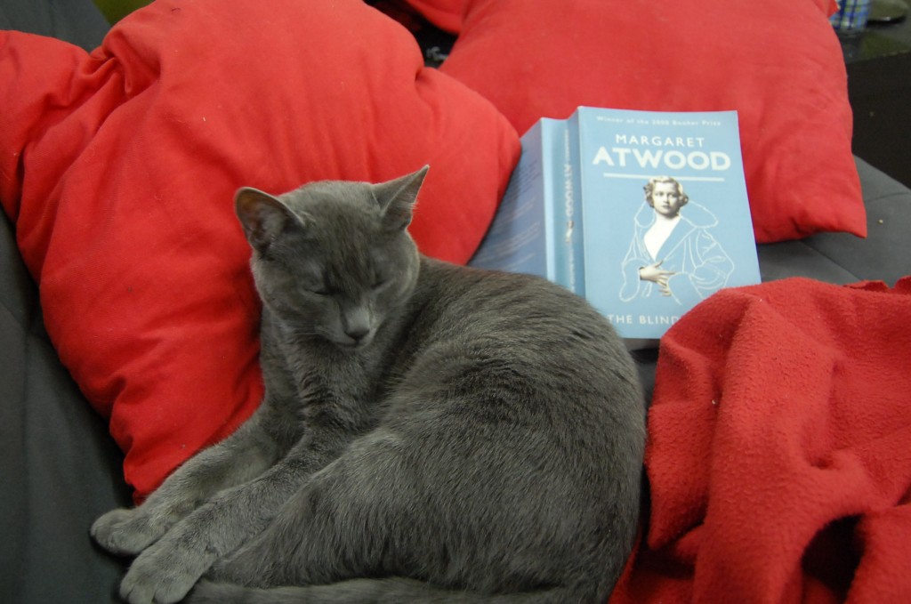 cats and books