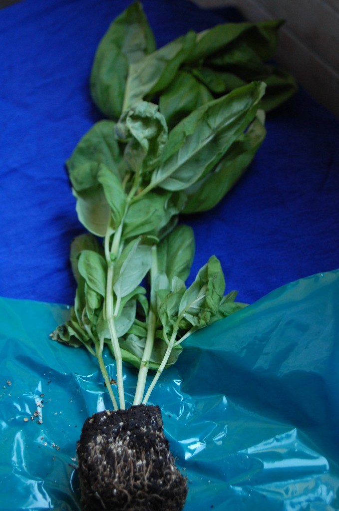 basil with roots attached