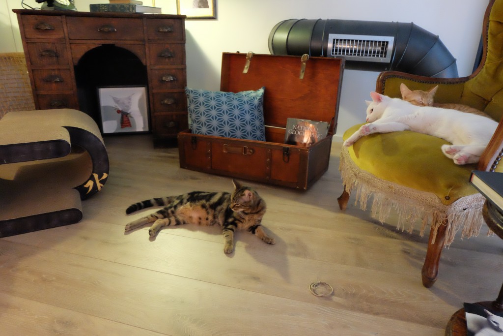 rome's first cat cafe