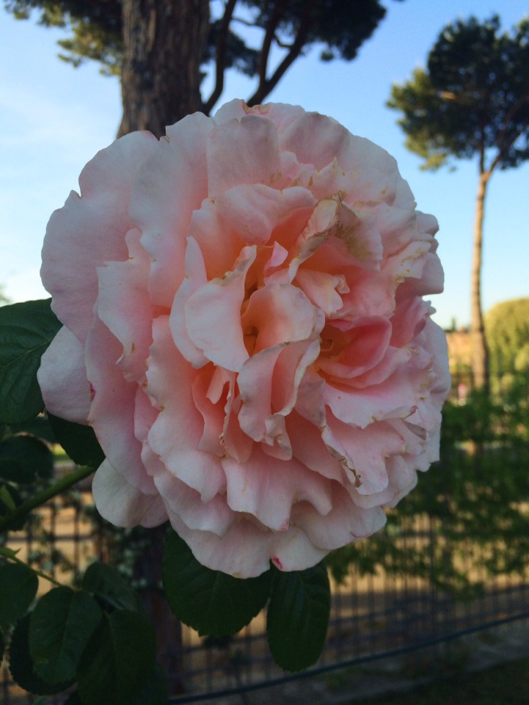 rose garden rome