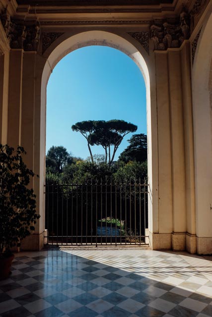 umbrella pine framed by arch