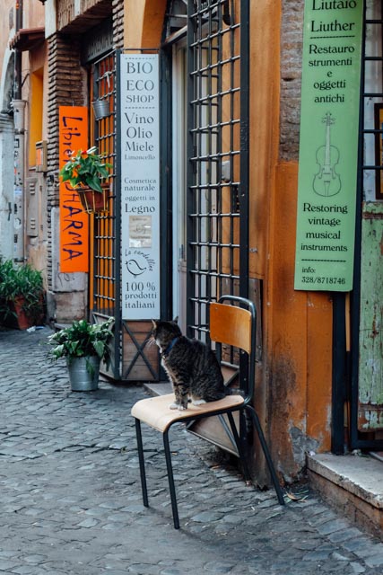 Cats in Trastevere