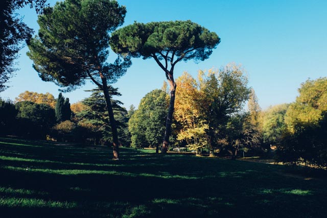 Umbrella pines in Villa Borghese