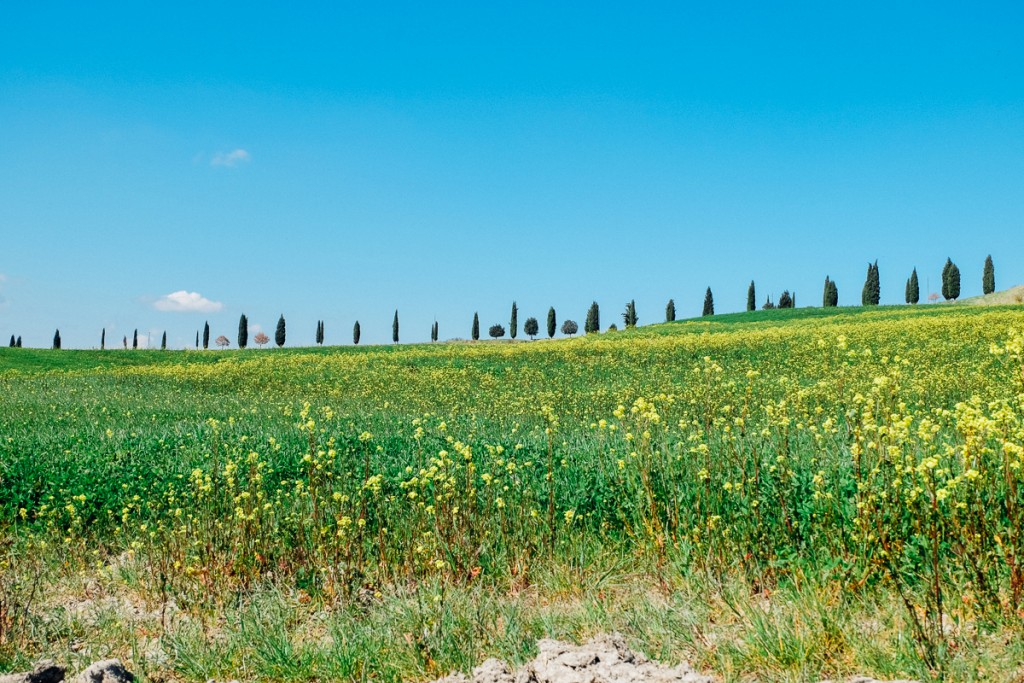 Siena hills in Spring 