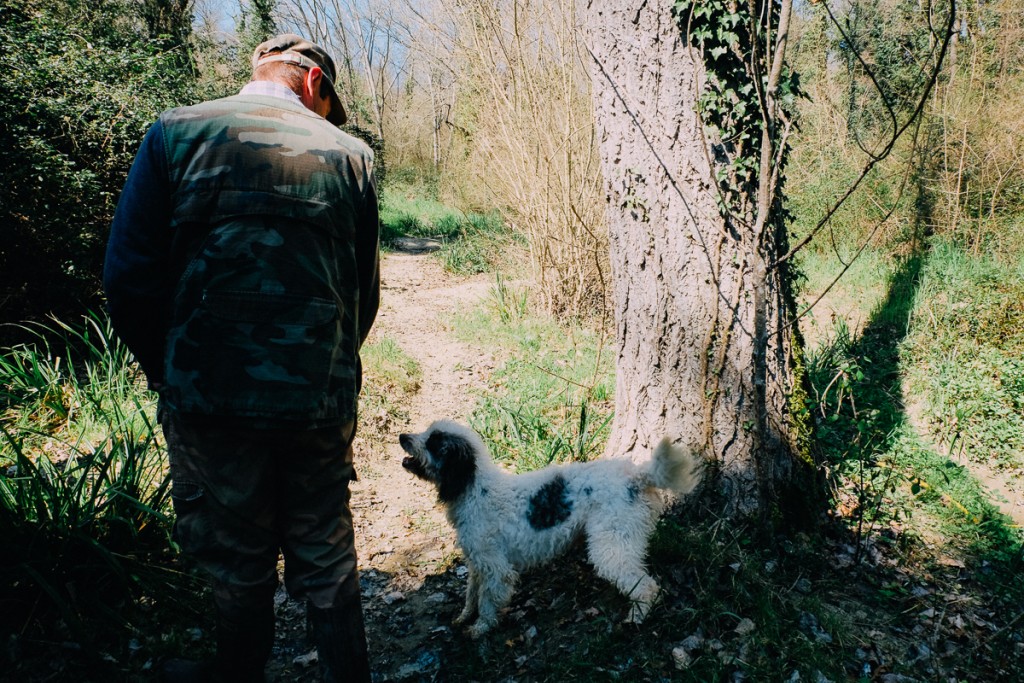 truffle hunting dog