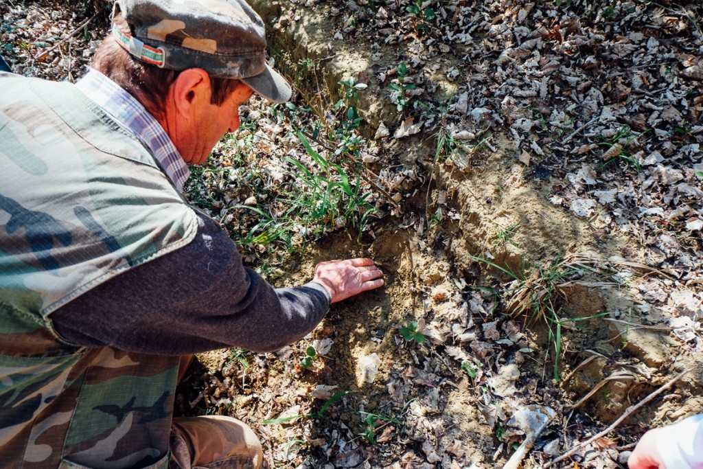 uncovering truffles in the groun