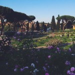 Rome Rose Garden by circo massimo
