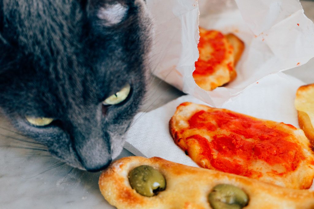 cat loves pizza