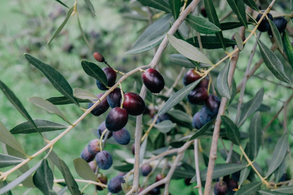 olive-harvest-sabina