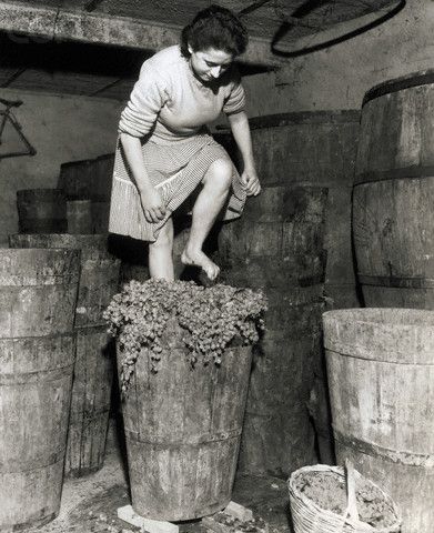 Stomping grapes vintage photo from Italy