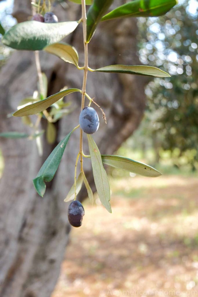 Olives on the tree in Puglia