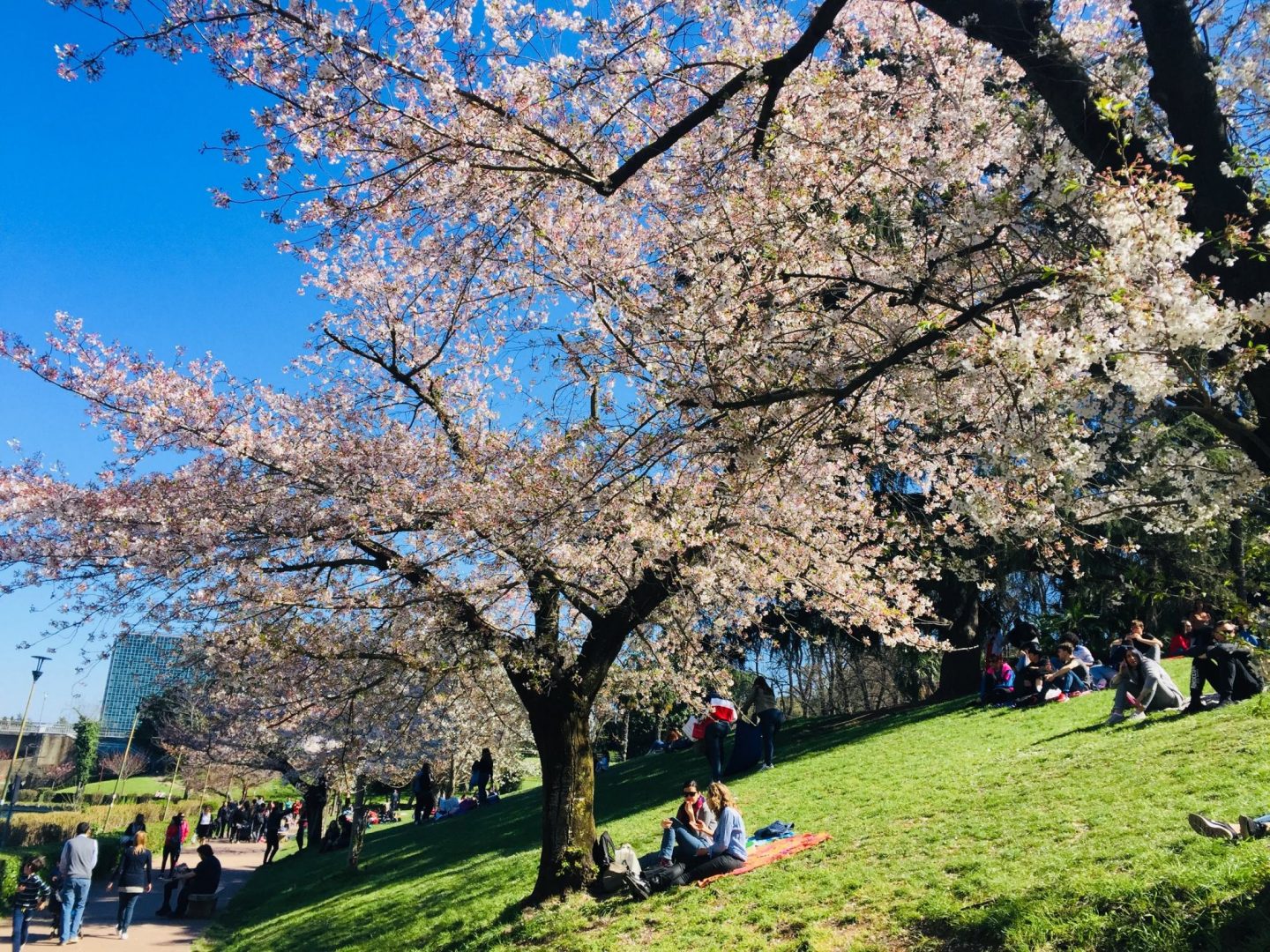 two women sit in the grass under cherry blossoms in EUR in Rome