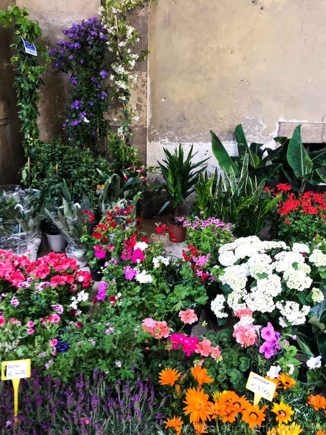 flowers in pots in florence