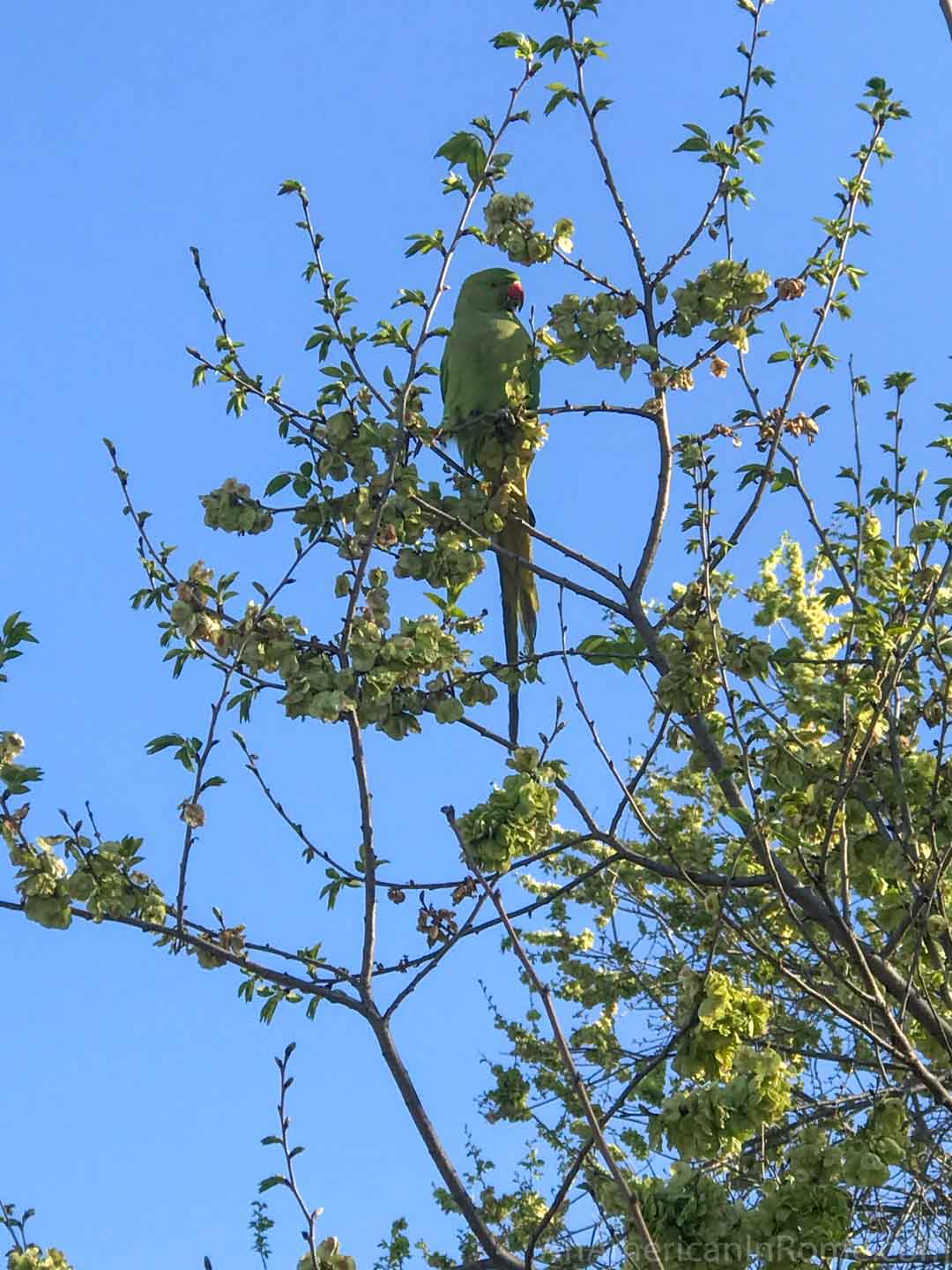 green parrot in tree in Rome springtime