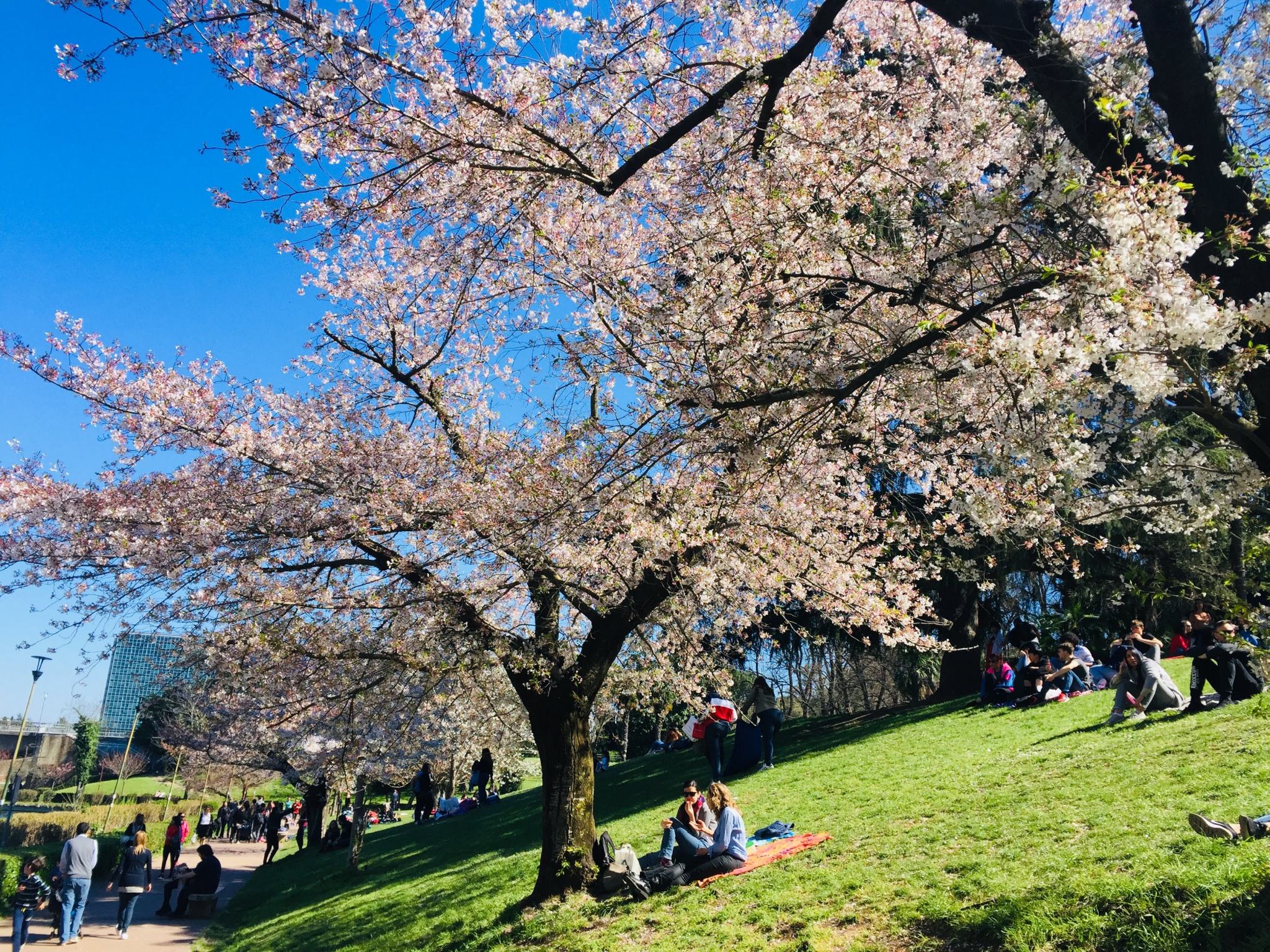 Cherry Blossoms In Full Bloom At Rome S Parco Centrale Del Lago An American In Rome