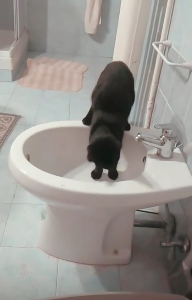 Bidets In Italy An American Rome - Why Does My Cat Sit At Feet In The Bathroom